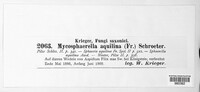 Mycosphaerella aquilina image